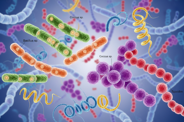 Keime – Nützliche Helfer oder ungesunde Schädlinge?